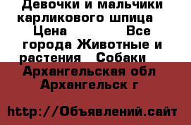 Девочки и мальчики карликового шпица  › Цена ­ 20 000 - Все города Животные и растения » Собаки   . Архангельская обл.,Архангельск г.